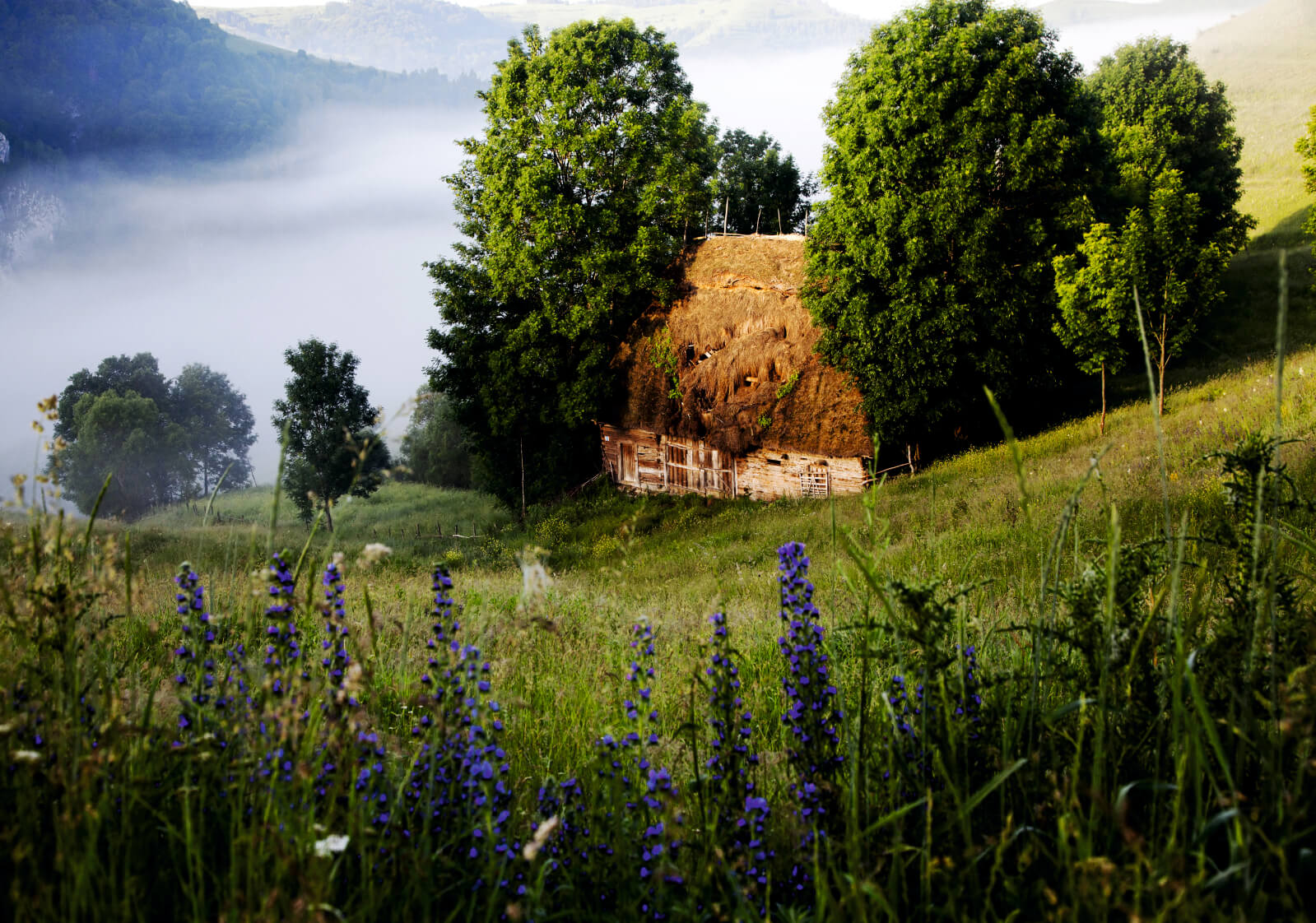 059-fototapete-poster-vlies-wald-landschaft-scheune