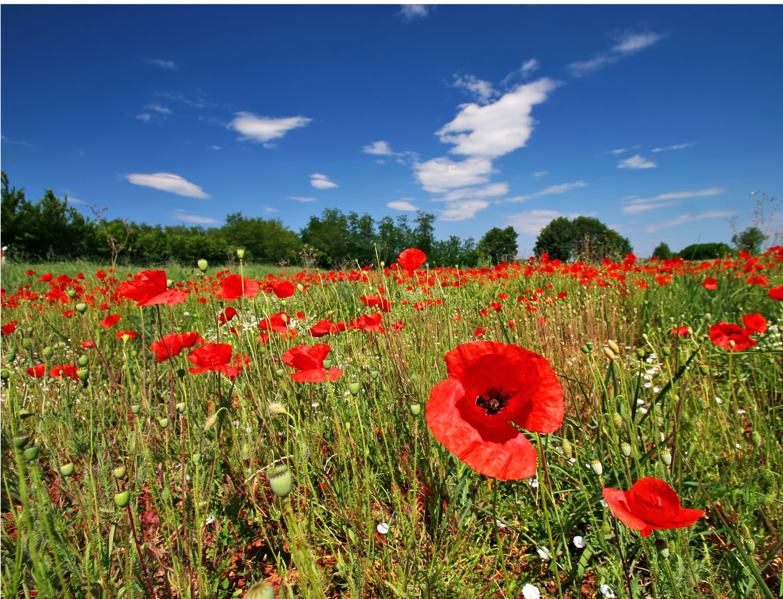 06122_0021-mohnblumen-im-sommer55ffd21e0fe45