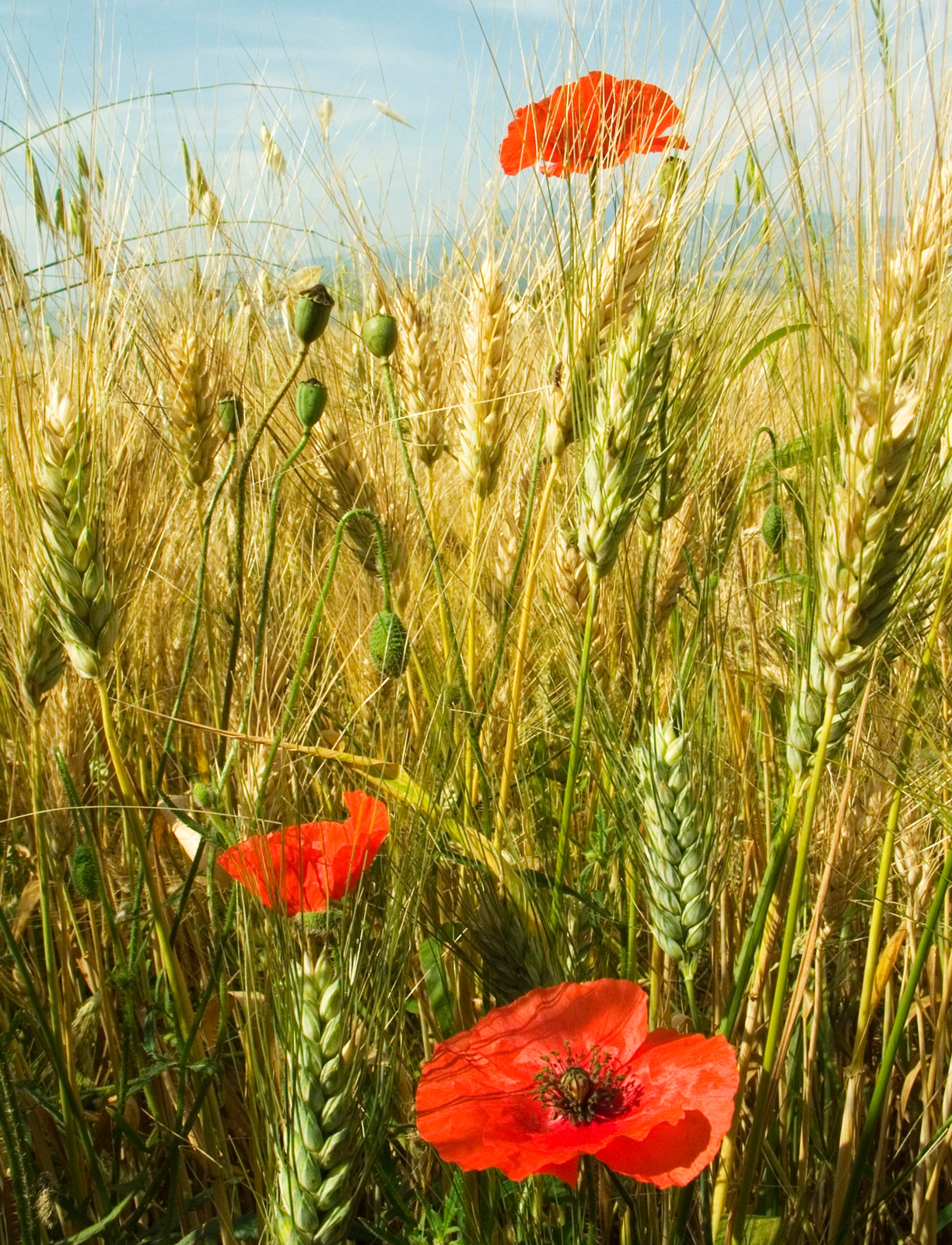 60121_0017_mohnblume-im-kornfeld