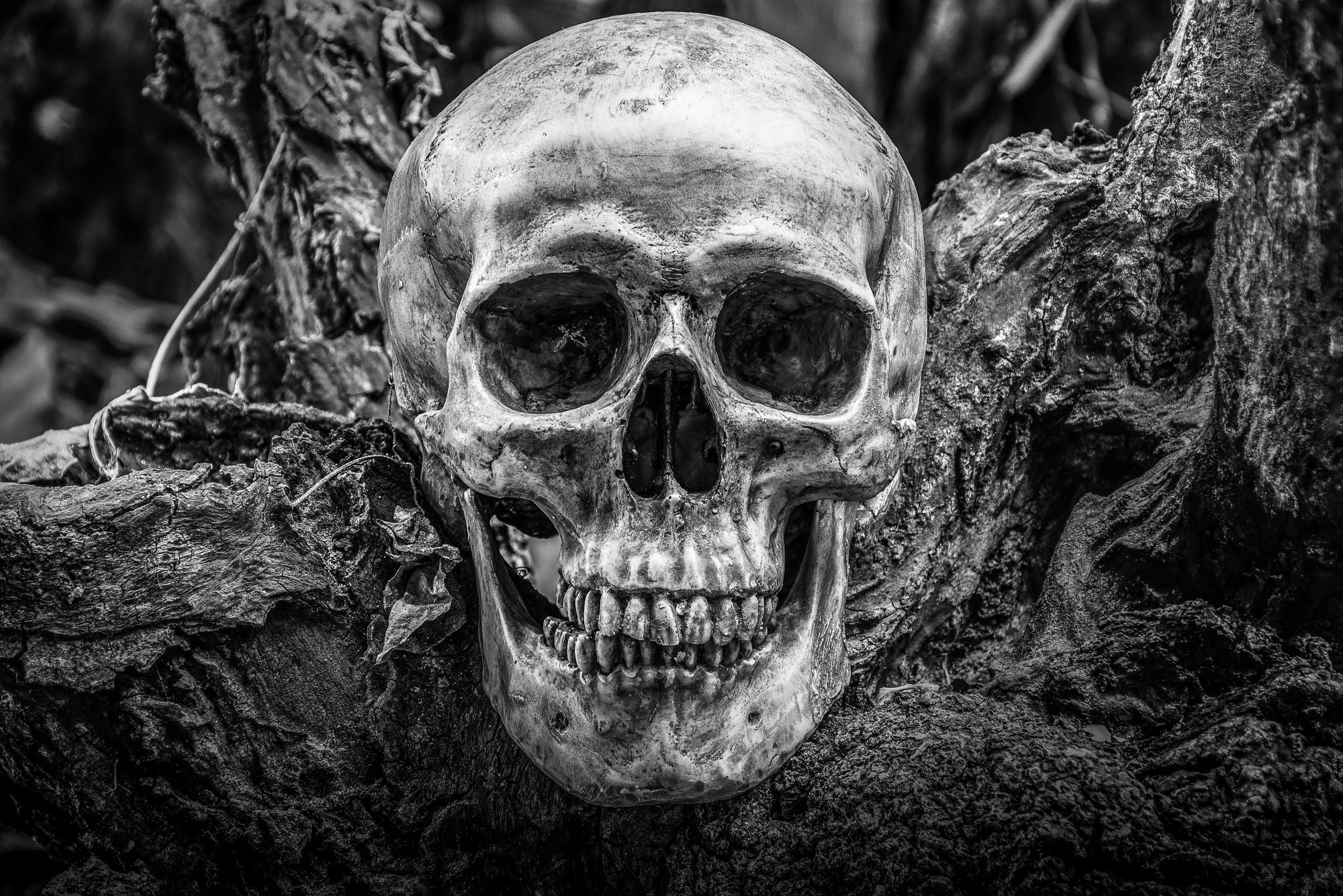 Vlies Tapete XXL Poster Fototapete Totenkopf im Wald