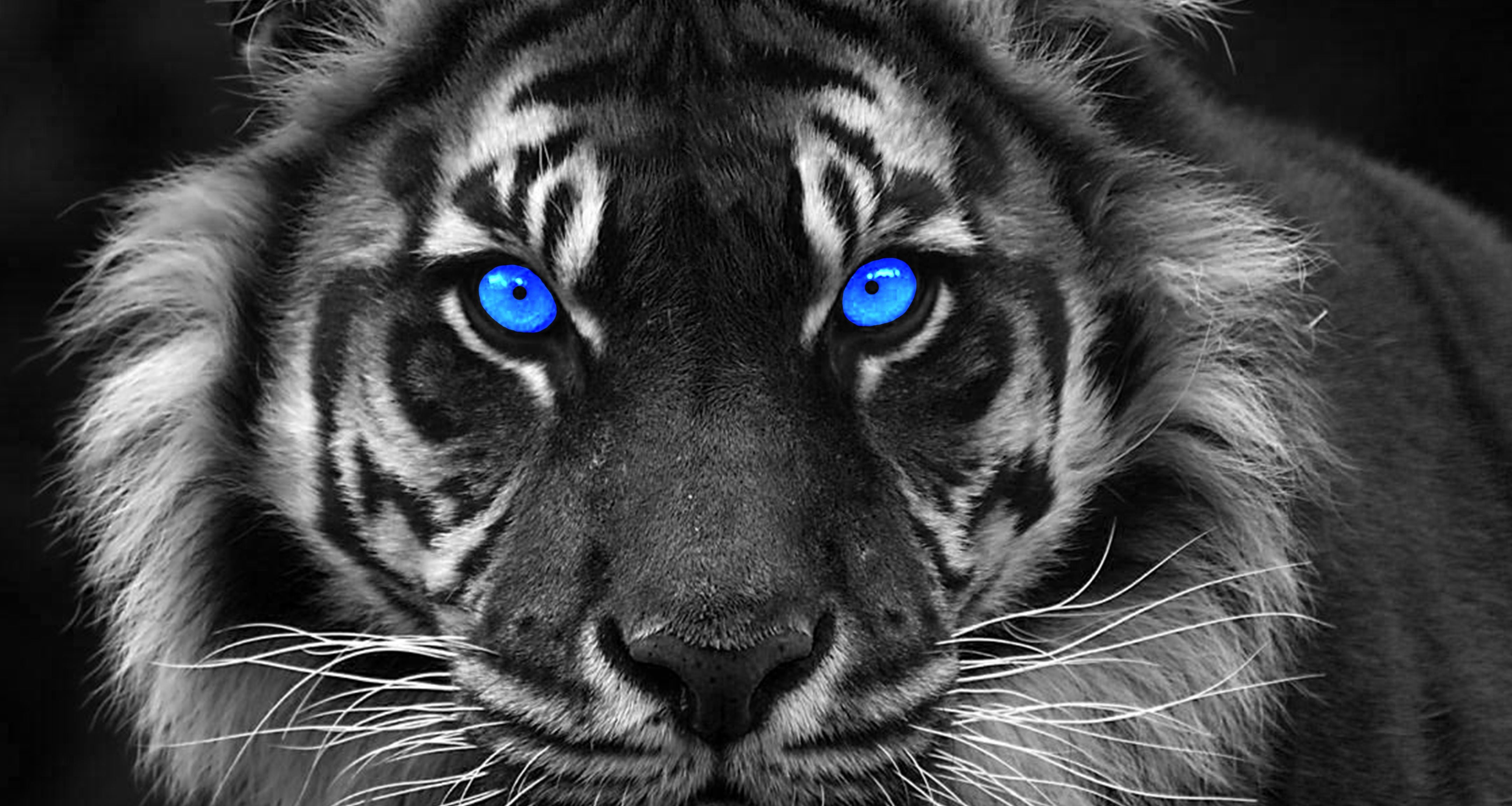 Vlies Tapete XXL Poster Fototapete Tiger Blaue Augen
