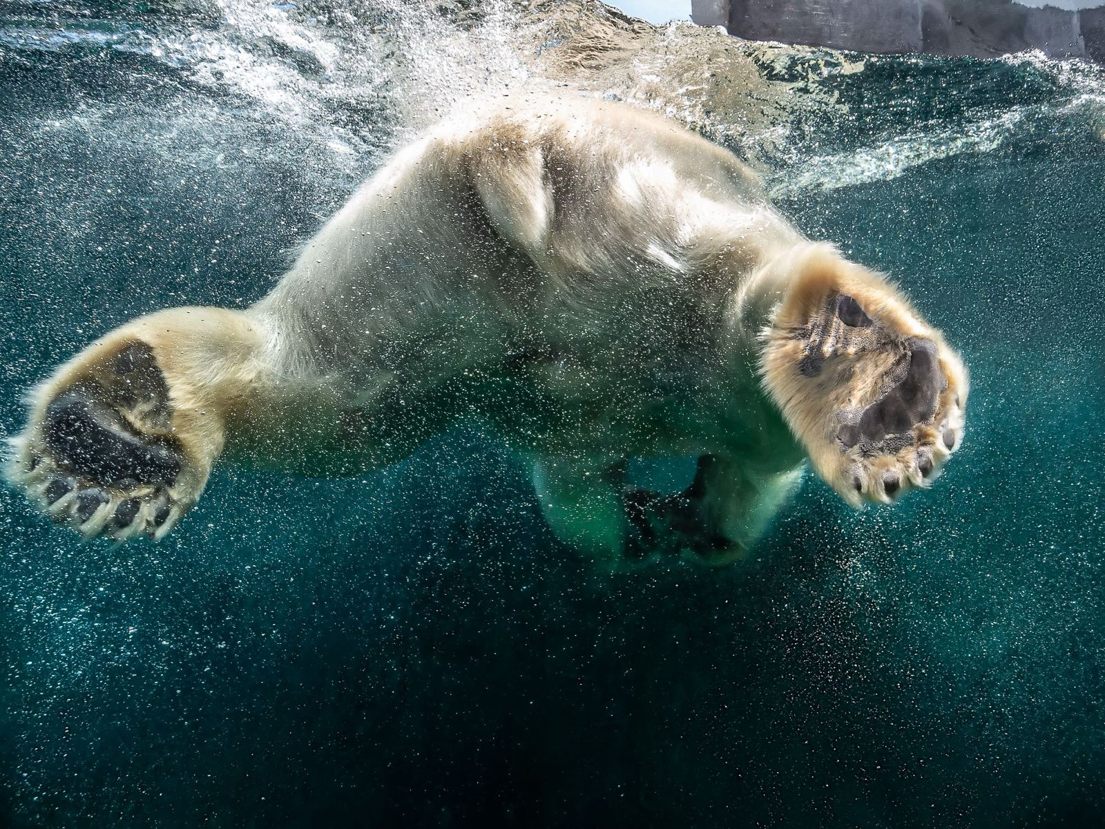 Schwimmender Eisbär