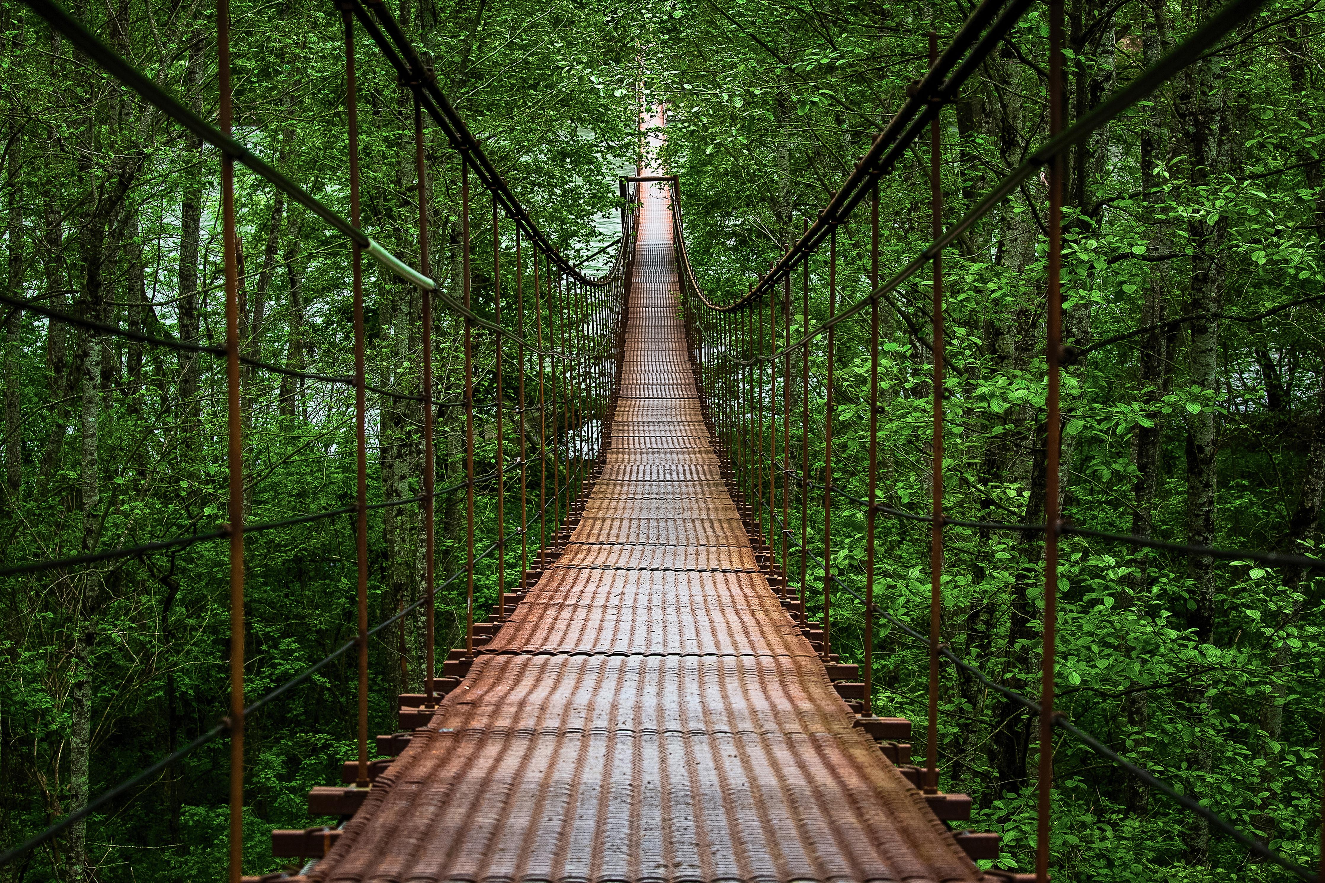 SKU 00530 k Fototapete Urwald Hängebrücke