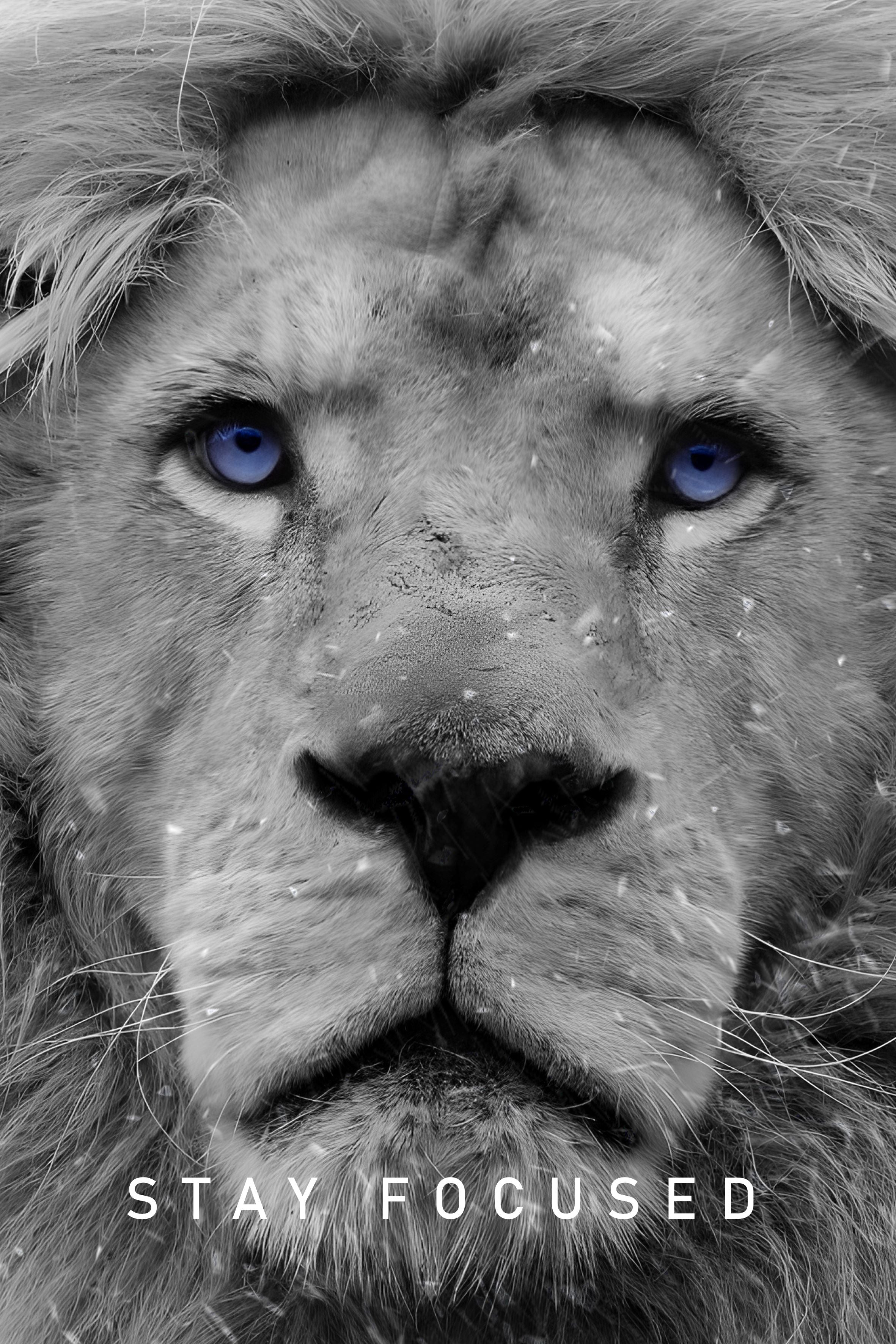 Vlies Tapete XXL Poster Fototapete lion stay focused