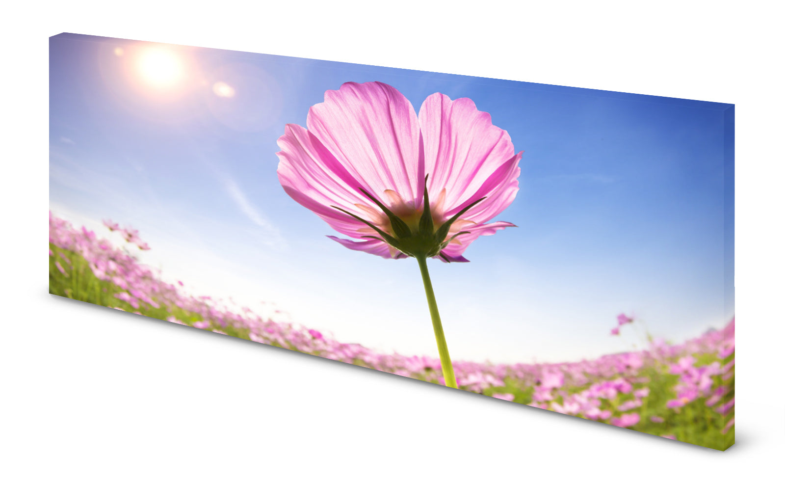 p0037-magnettafel-pinnwand-120x60-blume-sommerhimmelpuphdw3jaa0wl