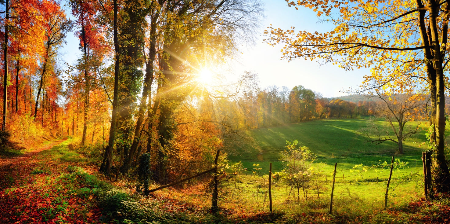 p0088-magnettafel-pinnwand-magnetbild-natur-herbst-waldrand