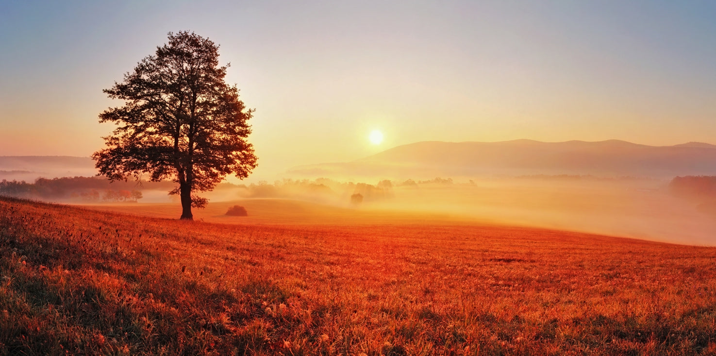 p0169-magnettafel-panorama-bild-baum-herbst-feld