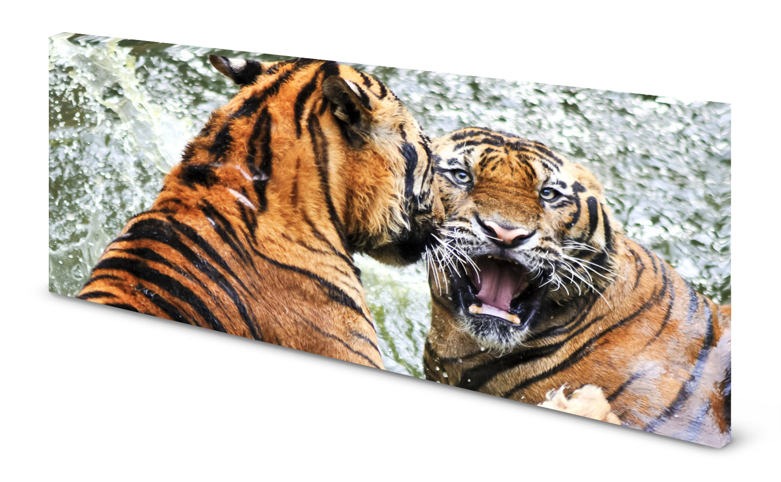 p0177magnettafel-panorama-bild-tiger-kampf7zw4edy2hunwg