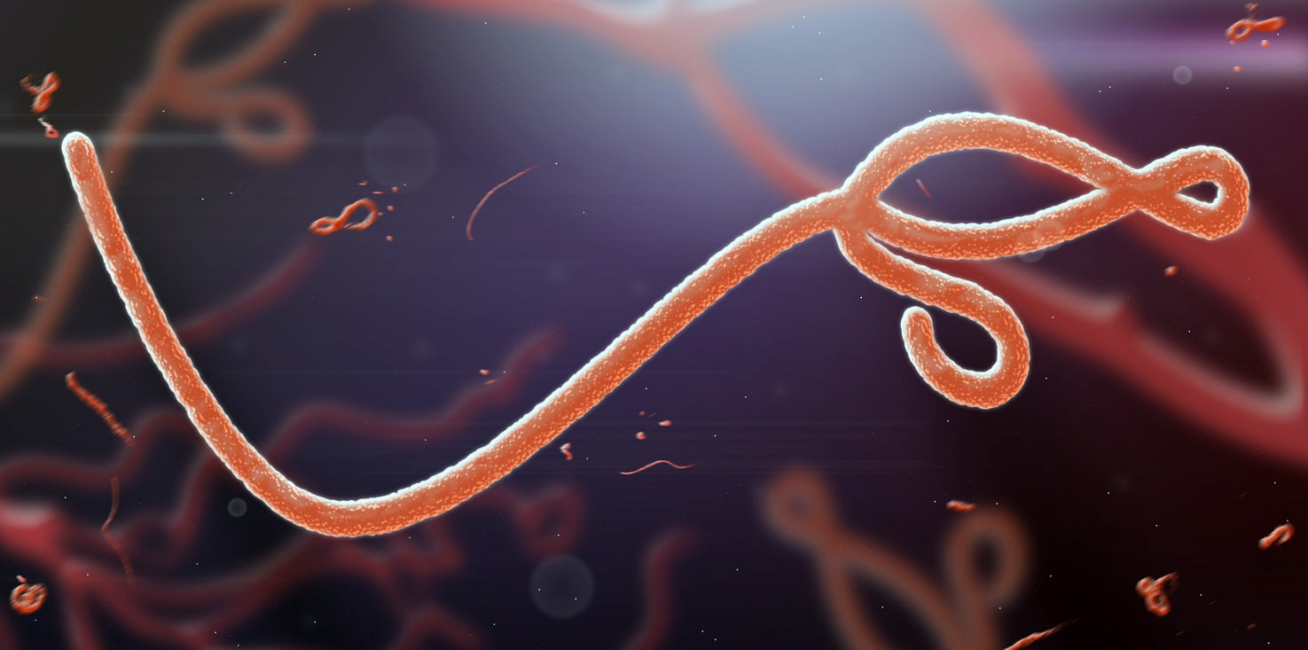 p0191-magnettafel-panorama-bild-ebola-virus