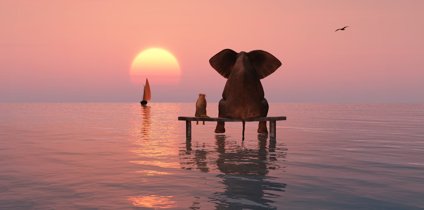 p0193-magnettafel-panorama-bild-elefant-hund-freundschaft-sonnenuntergang