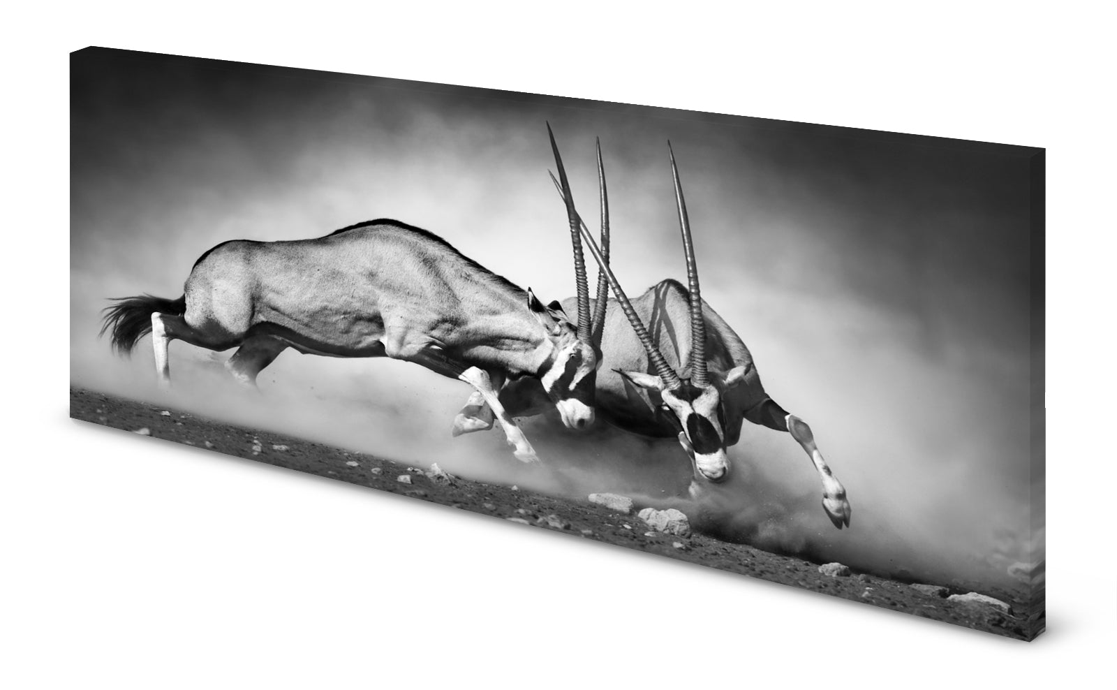 p0198sw-magnettafel-panorama-bild-gemsbok-antilope-kampfepymkfv1zqbbw