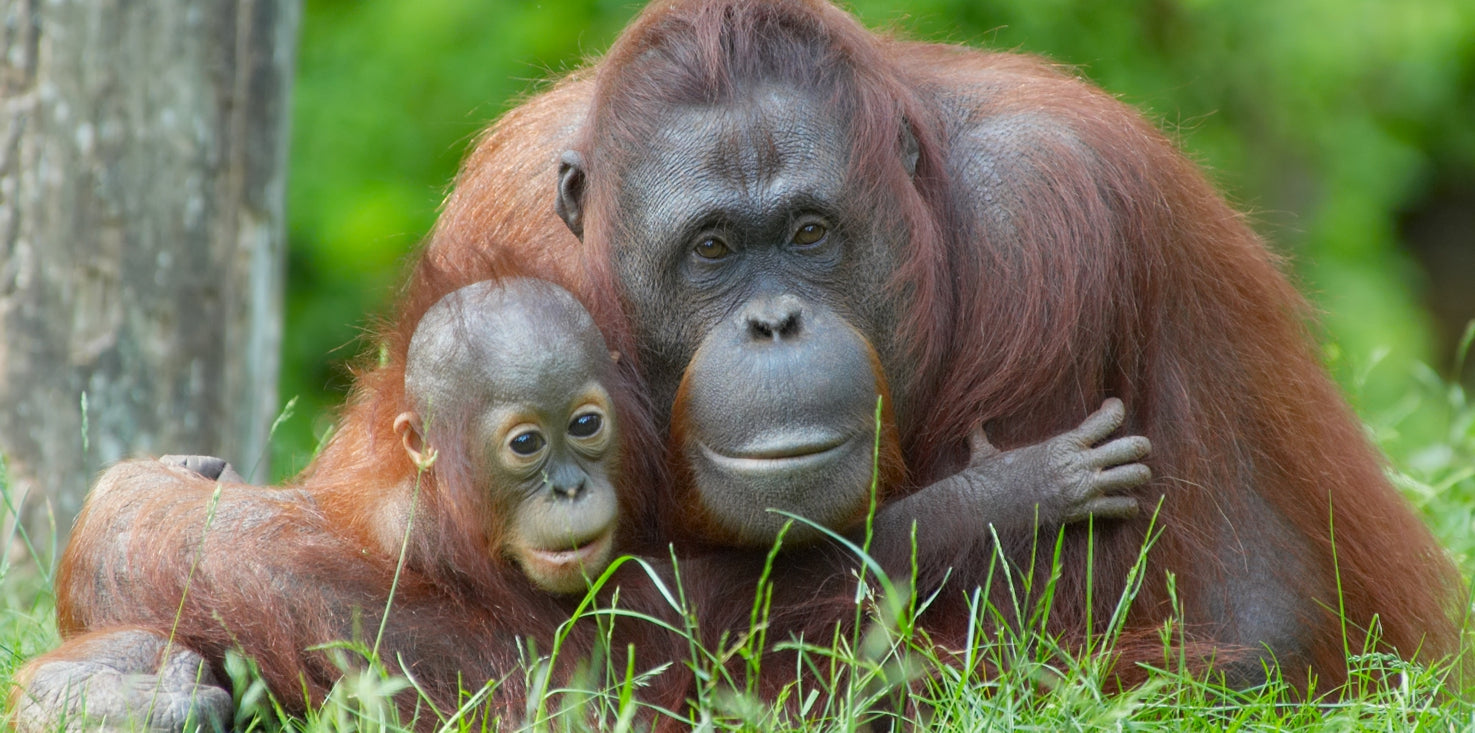 p0200-magnettafel-panorama-bild-orang-utan-mutter-baby-mutterliebe