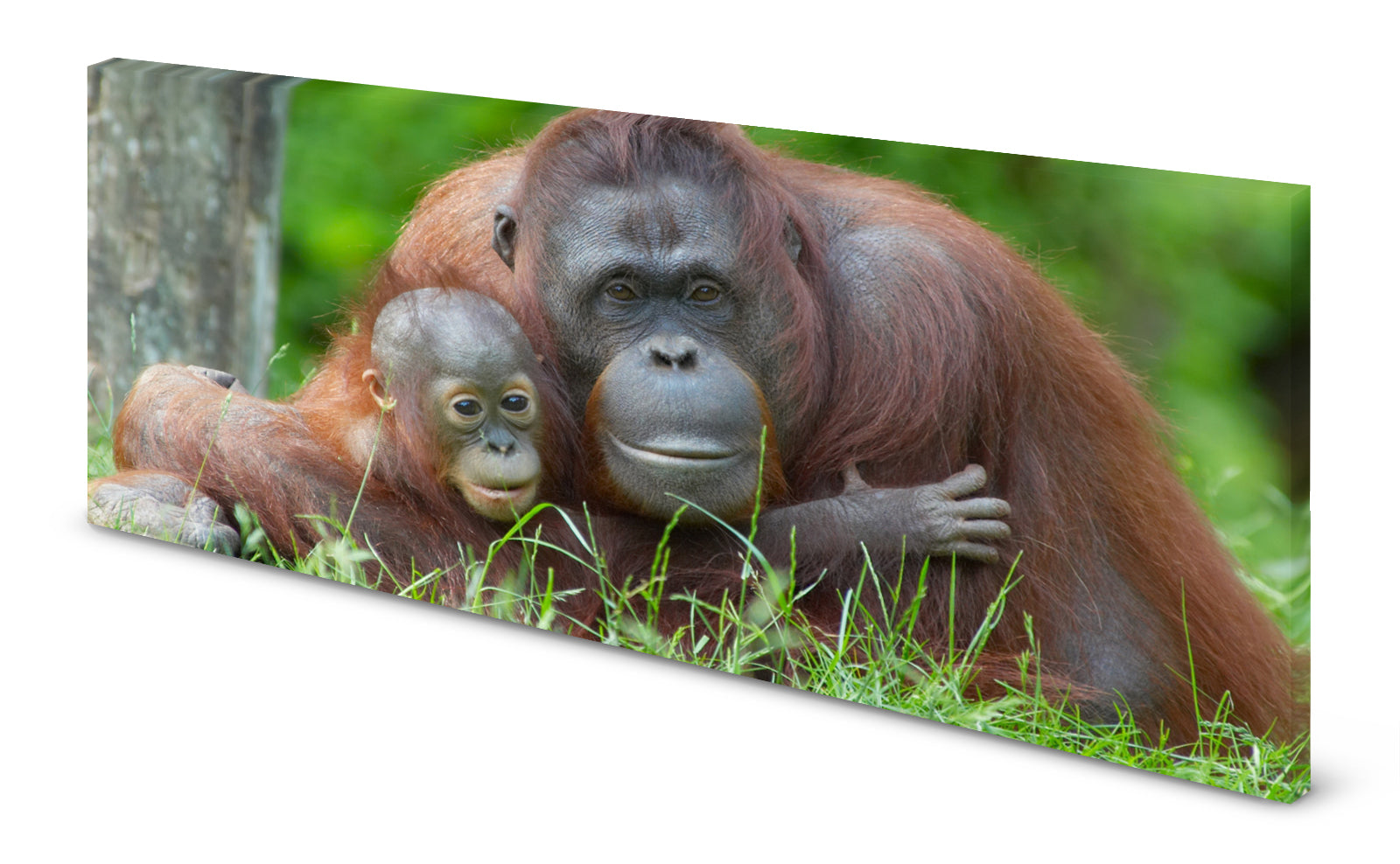 p0200-magnettafel-panorama-bild-orang-utan-mutter-baby-mutterliebeau7b0ygnfyaek