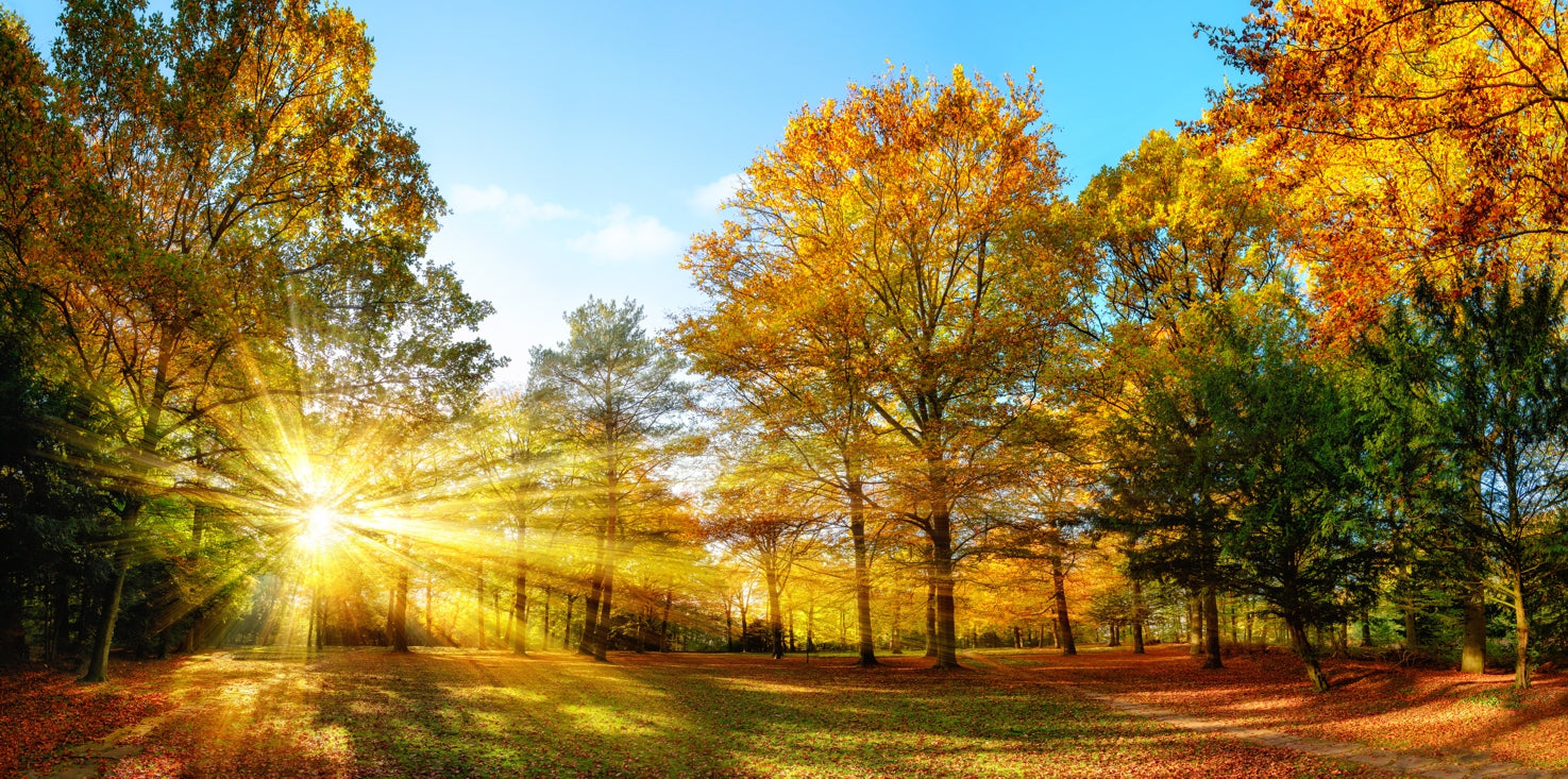 p0219magnettafel-bild-panorama-natur-herbst-wald