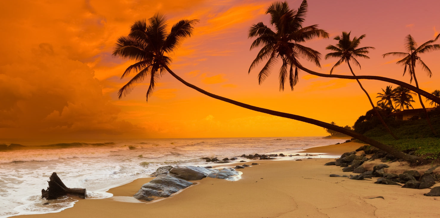 p0227-magnettafel-bild-panorama-natur-palmen-sonnenuntergang-meer