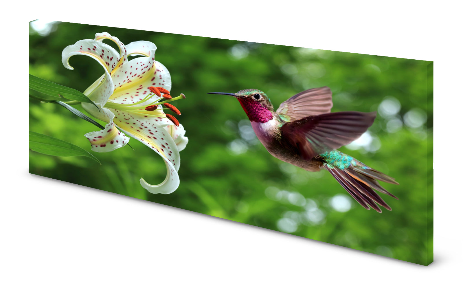 p0232-magnettafel-bild-panorama-natur-kolibri-liliejqau0gycgd0fj