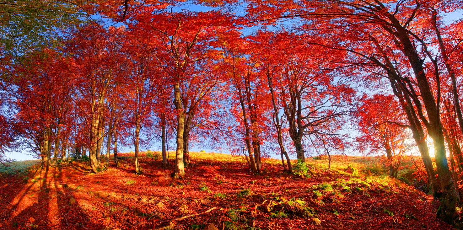 p0234-magnettafel-panorama-bild-natur-herbst-wald-indian-summer