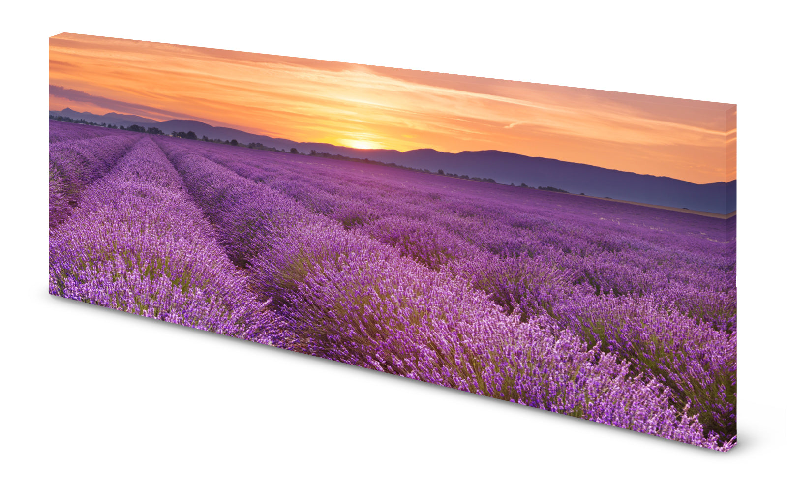 p0239-magnettafel-panorama-bild-lavendel-feld-lilannegq60oafpdn