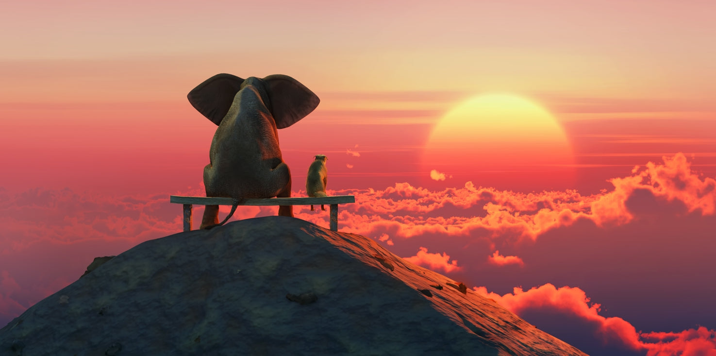 p0267-magnettafel-panorama-bild-elefant-hund-freundschaft-sonnenuntergang