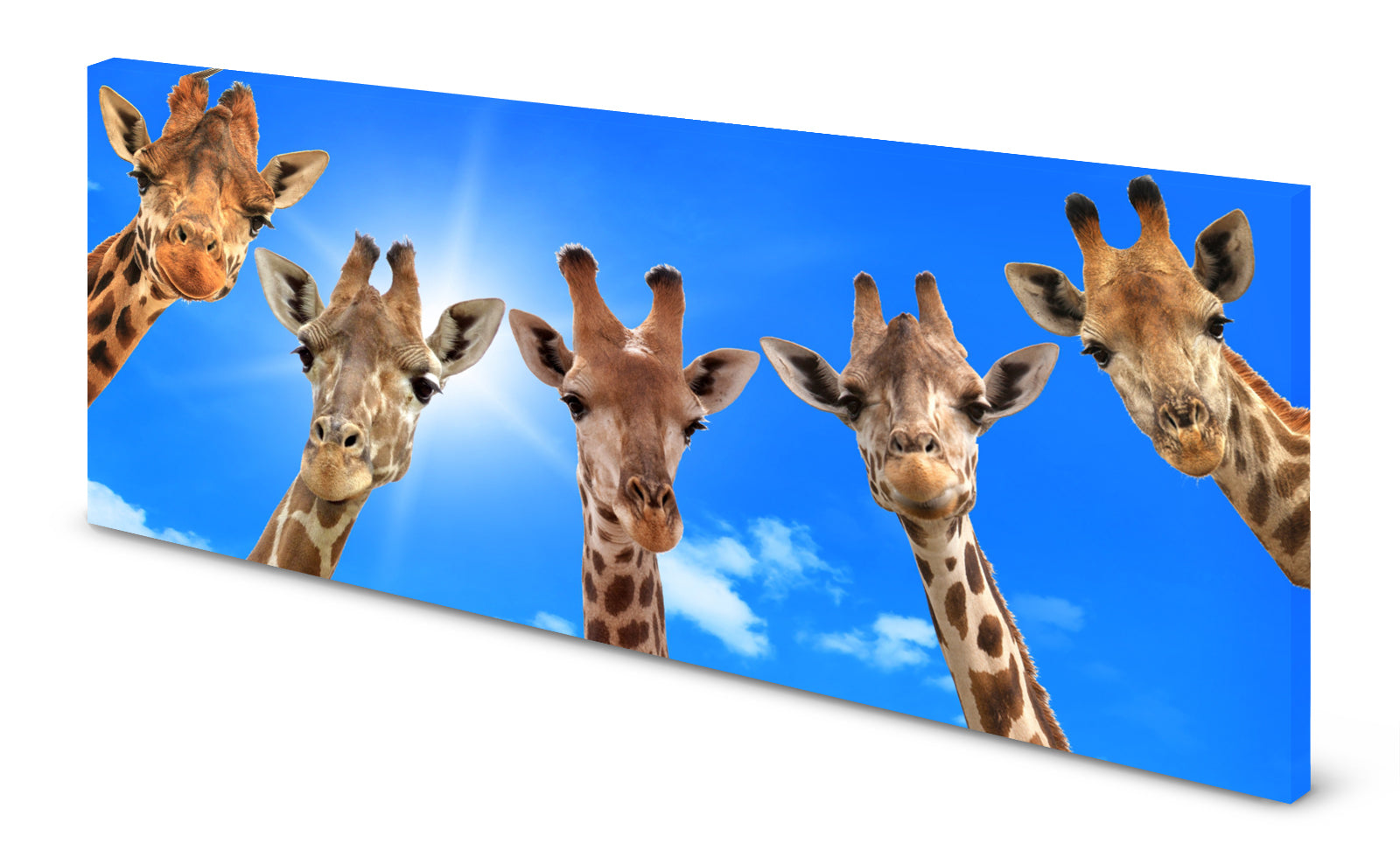 p0268-magnettafel-panorama-bild-giraffeauucvqucrmu01