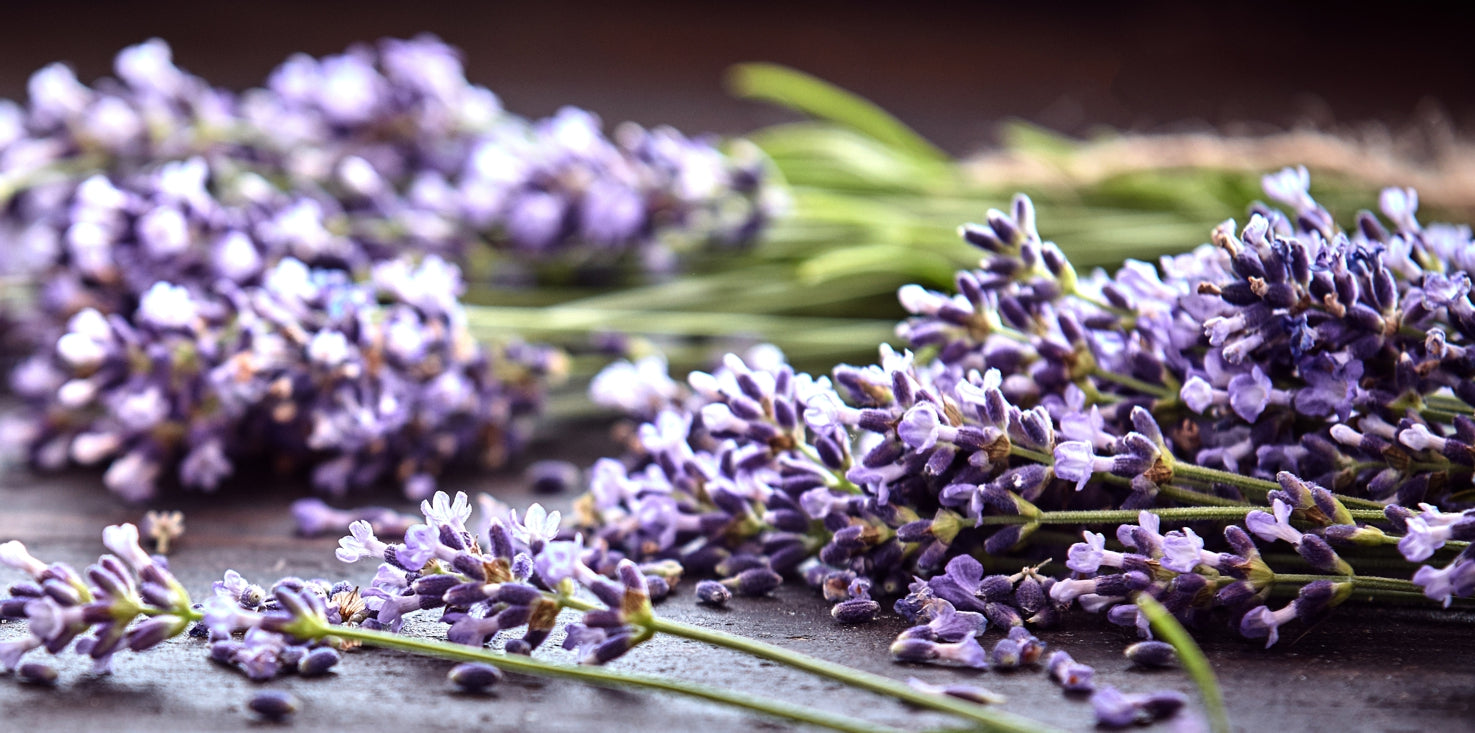 p0288-magnettafel-panorama-bild-kr-uter-heilkr-uter-lavendel
