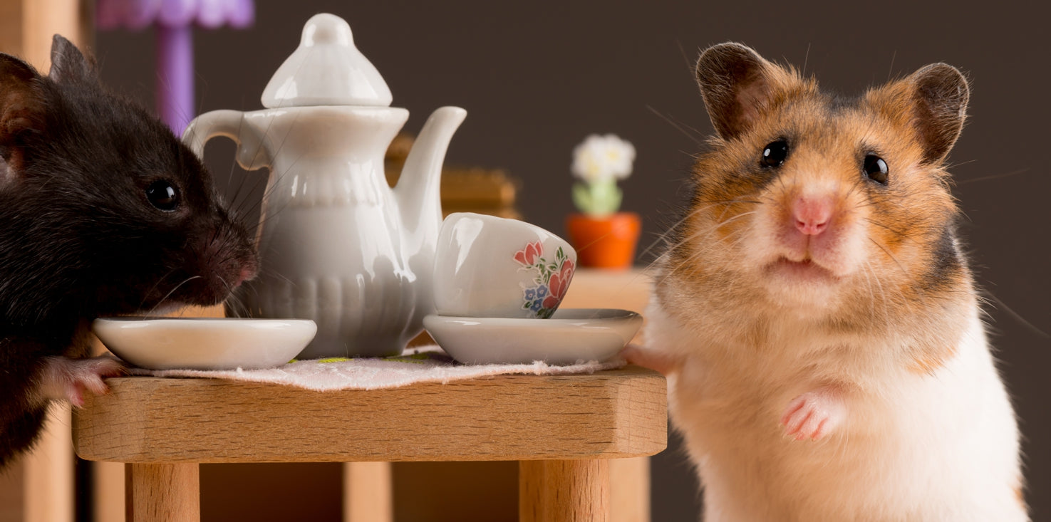 p207-magnettafel-pinnwand-panorama-natur-hamster