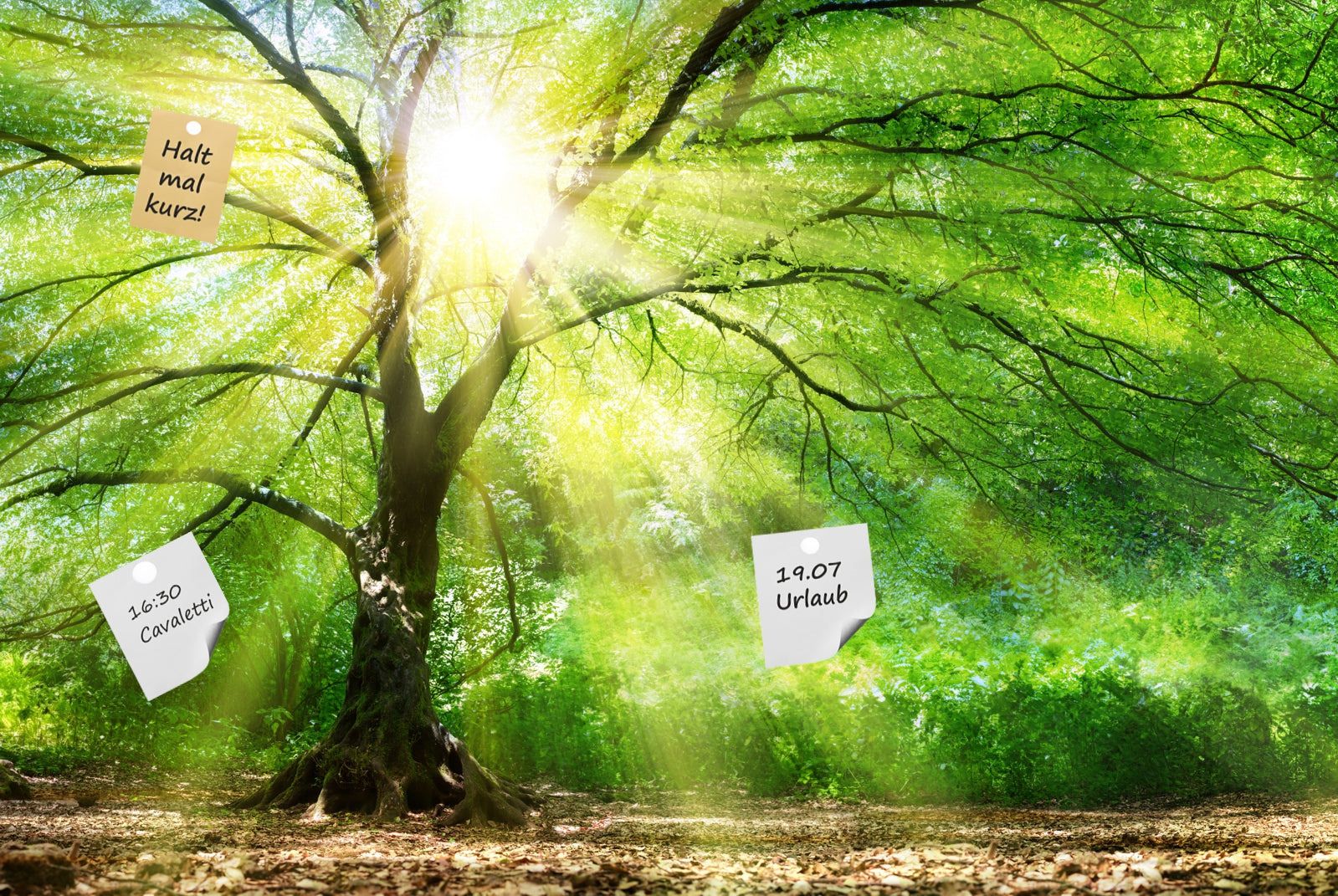 pn0006_60x40-pinnwand-magnetboard-wald-baum-sonne-ir