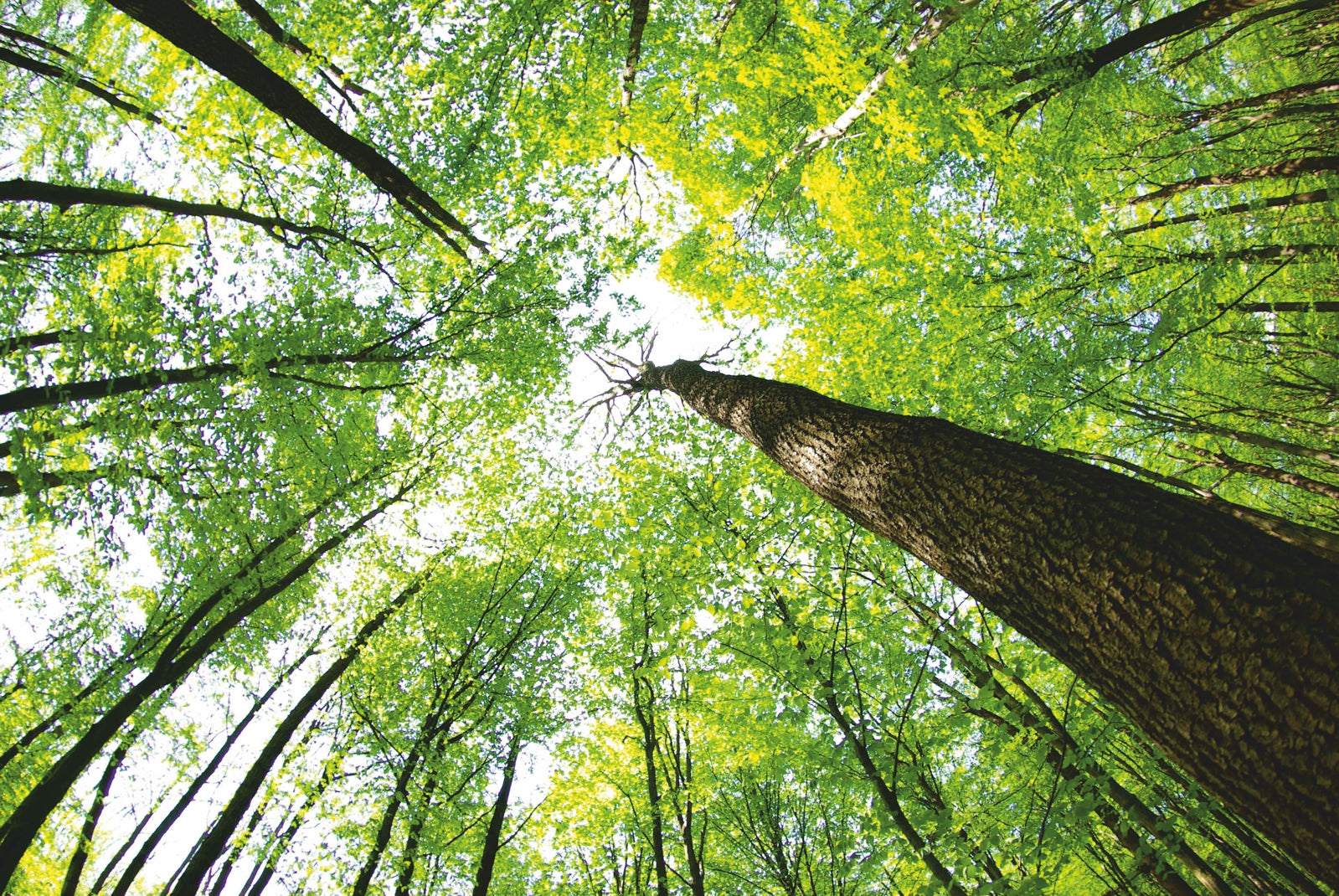 pn0057_60x40-magnettafel-pinnwand-wald-baumspitzen