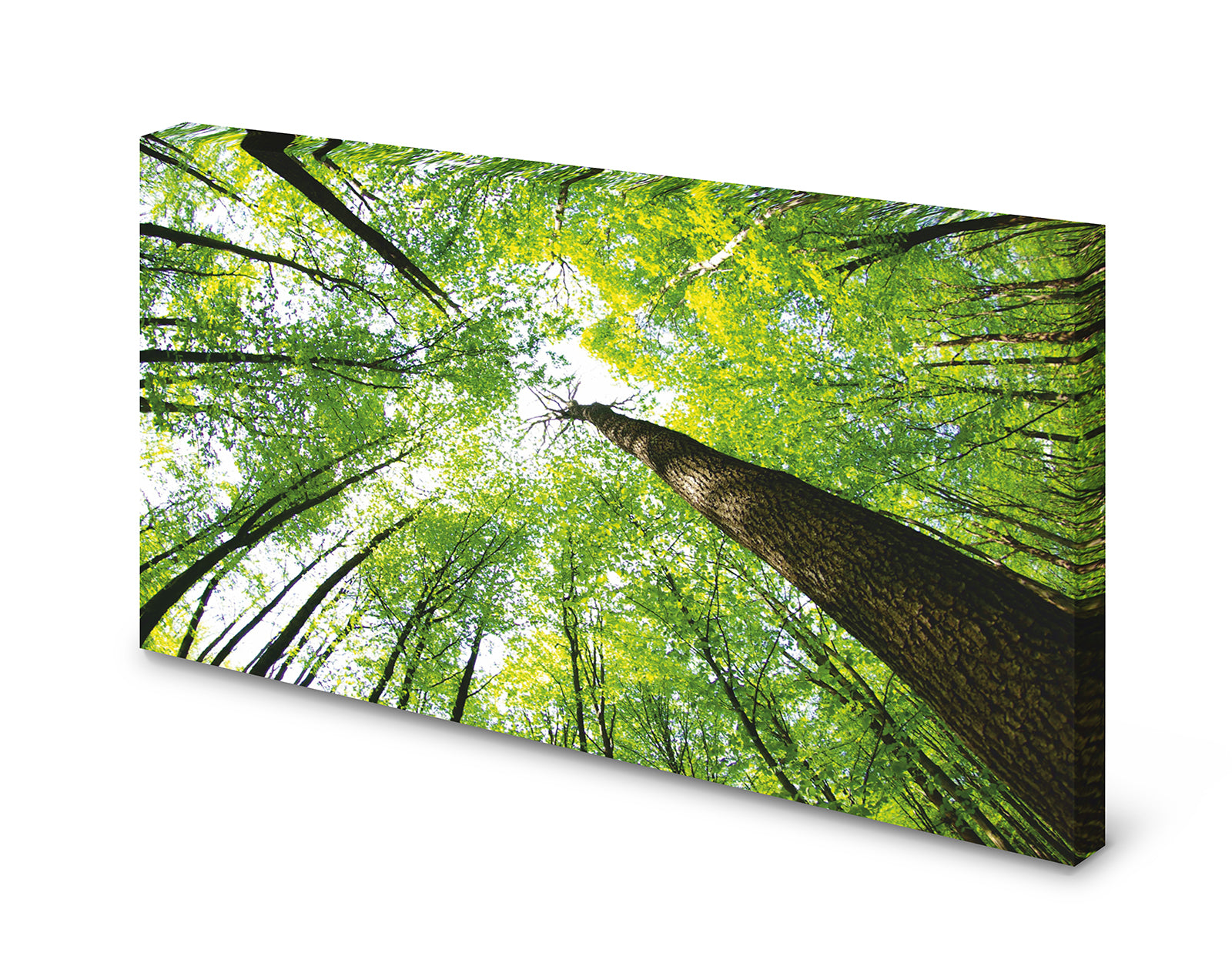 pn0057_60x40-magnettafel-pinnwand-wald-baumspitzen8yatkdbdo91zo