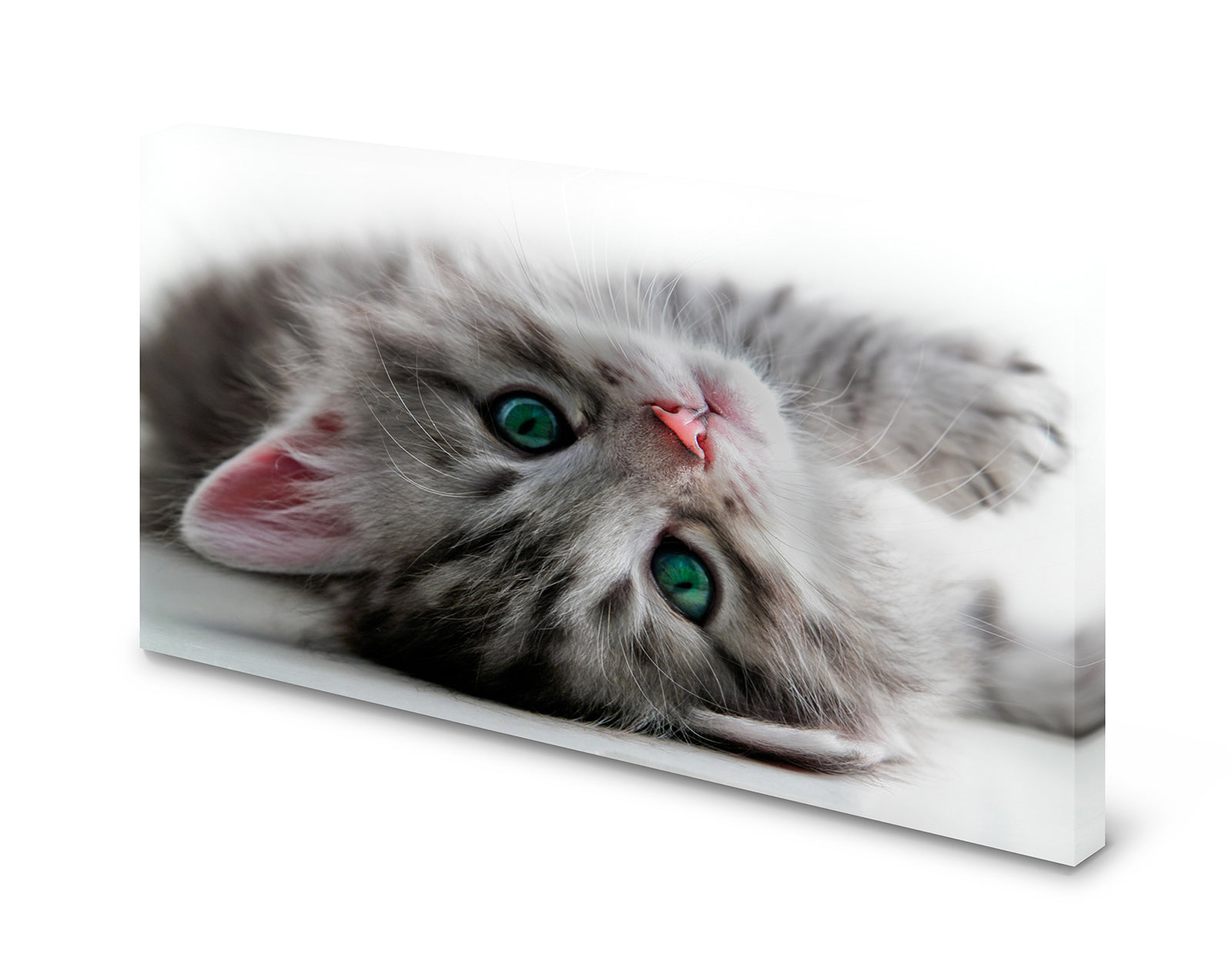 pn0069_60x40-magnettafel-pinnwand-katze-katzenbabyci3umljg2sqek