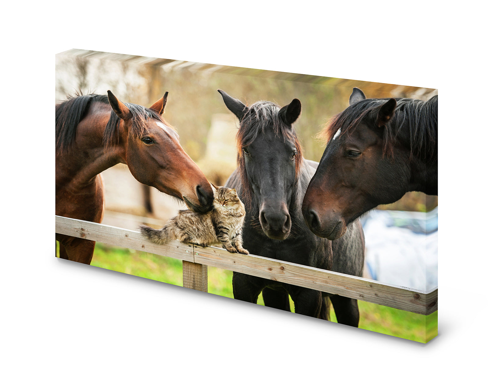 pn0084_60x40-magnettafel-pinnwand-pferd-katze-freundejkjuj9m5yzv9w