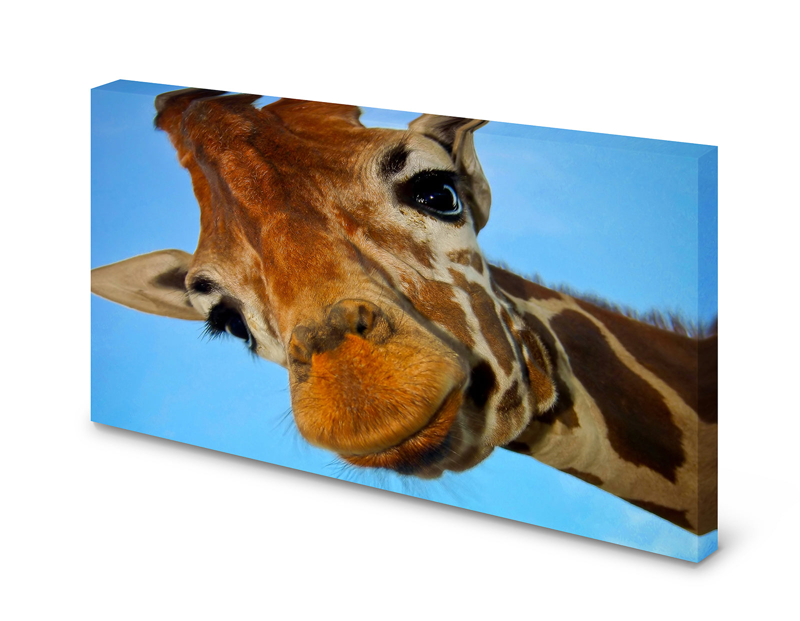 pn0093_60x40-magnettafel-pinnwand-giraffe-tiere-lustigsgvnmlb4houcv