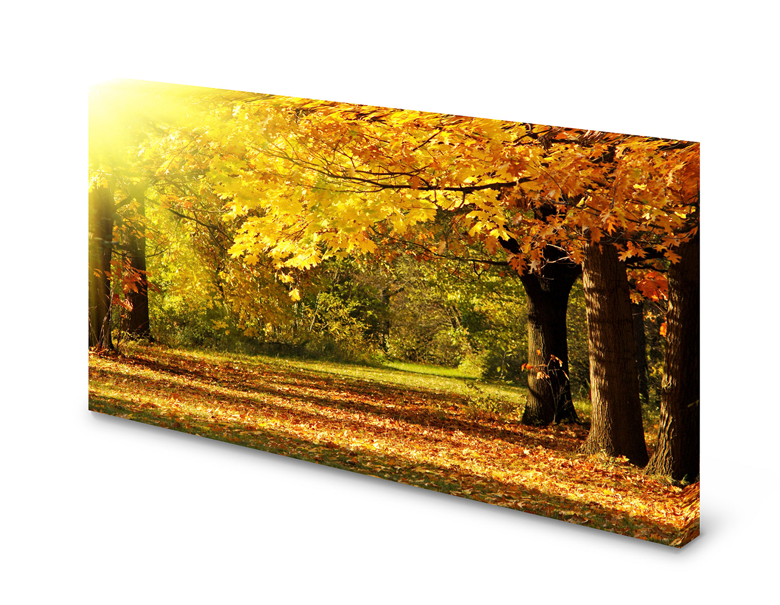 pn0105-60x40-magnettafel-pinnwand-natur-herbst-baum-laubwaldyhqg7ge8sfrqi