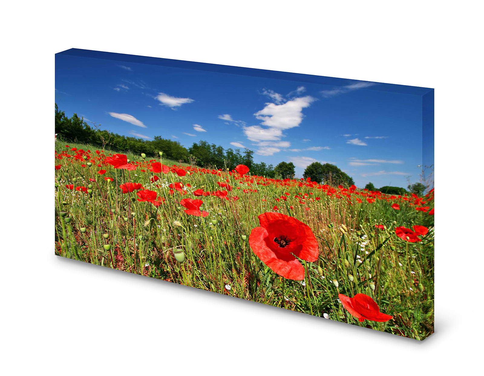 pn0126-magnettafel-pinnwand-blumen-mohnblumen-kornfelderbapcqqxxxkn