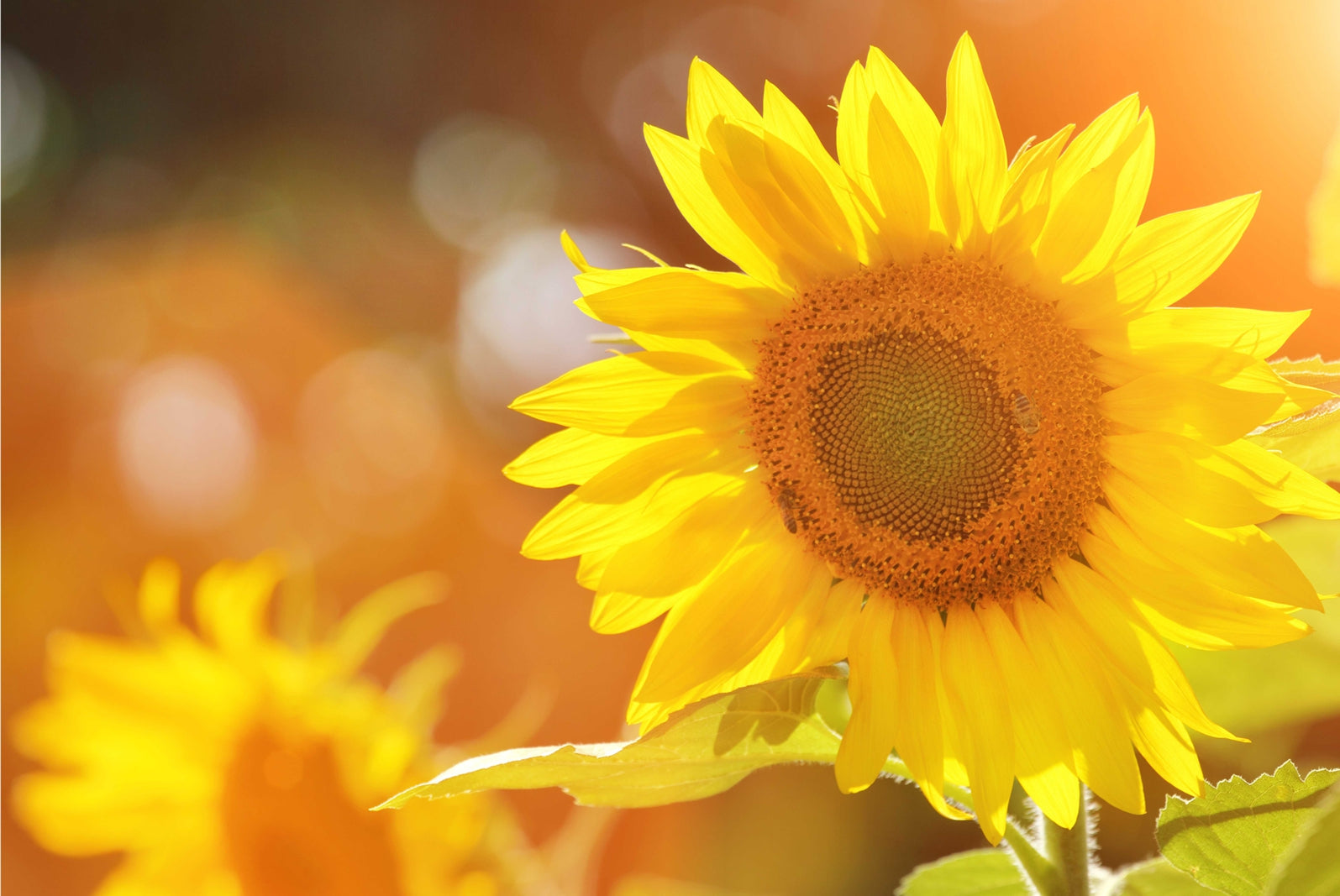 pn0171-magnettafel-pinnwand-natur-sonnenblumen