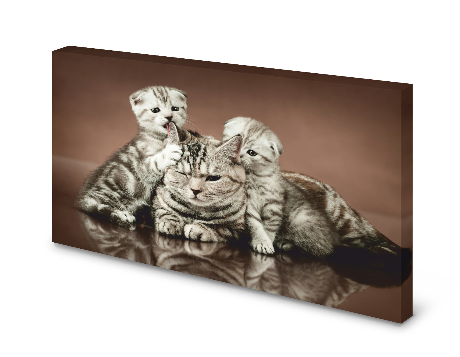 pn0240-60x40-magnettafel-pinnwand-bild-schottische-faltohrkatze-katzelppt1vvz1unbv