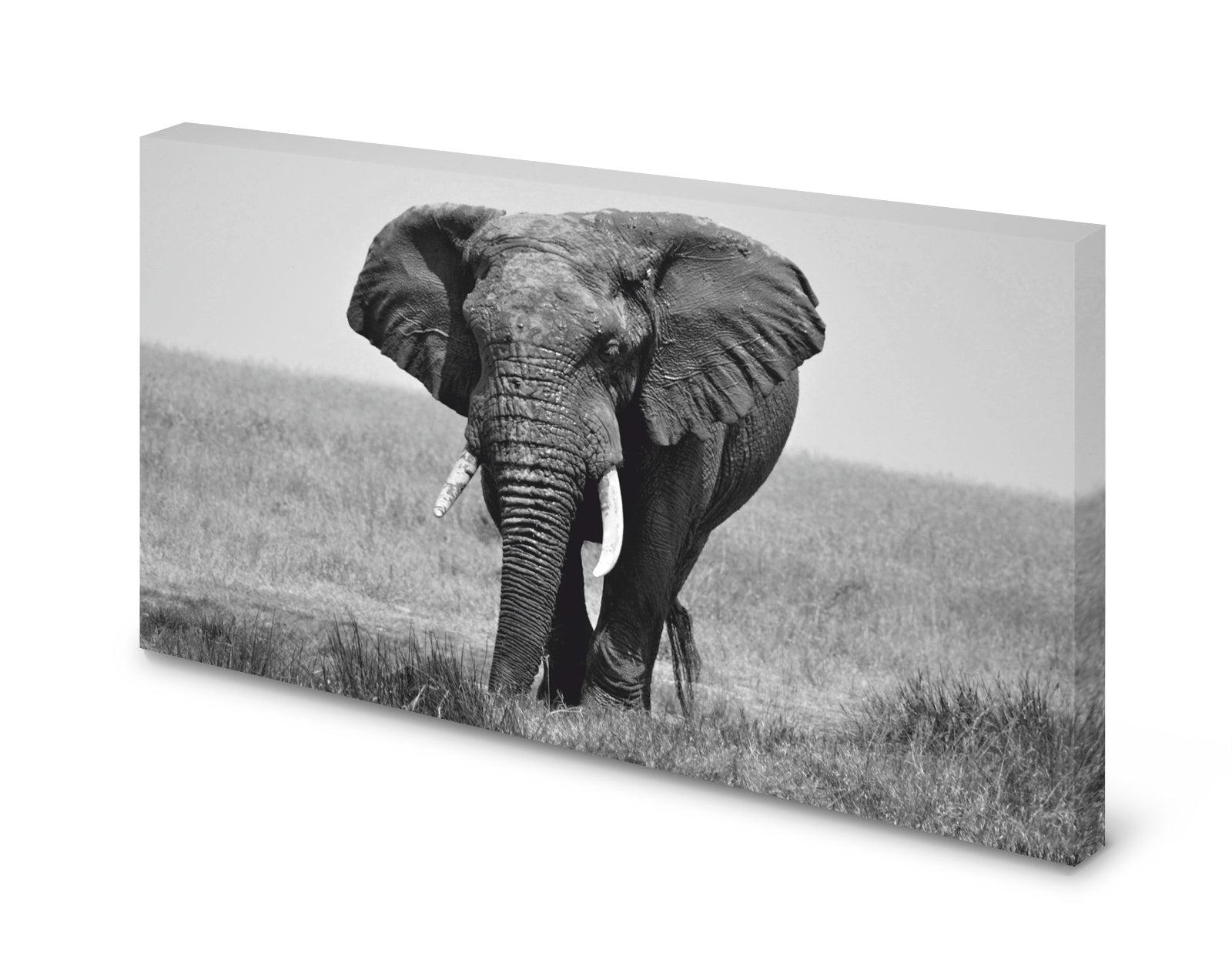 pn0247-60x40-magnettafel-pinnwand-bild-elefant-bullefy66ugpo2hgnl