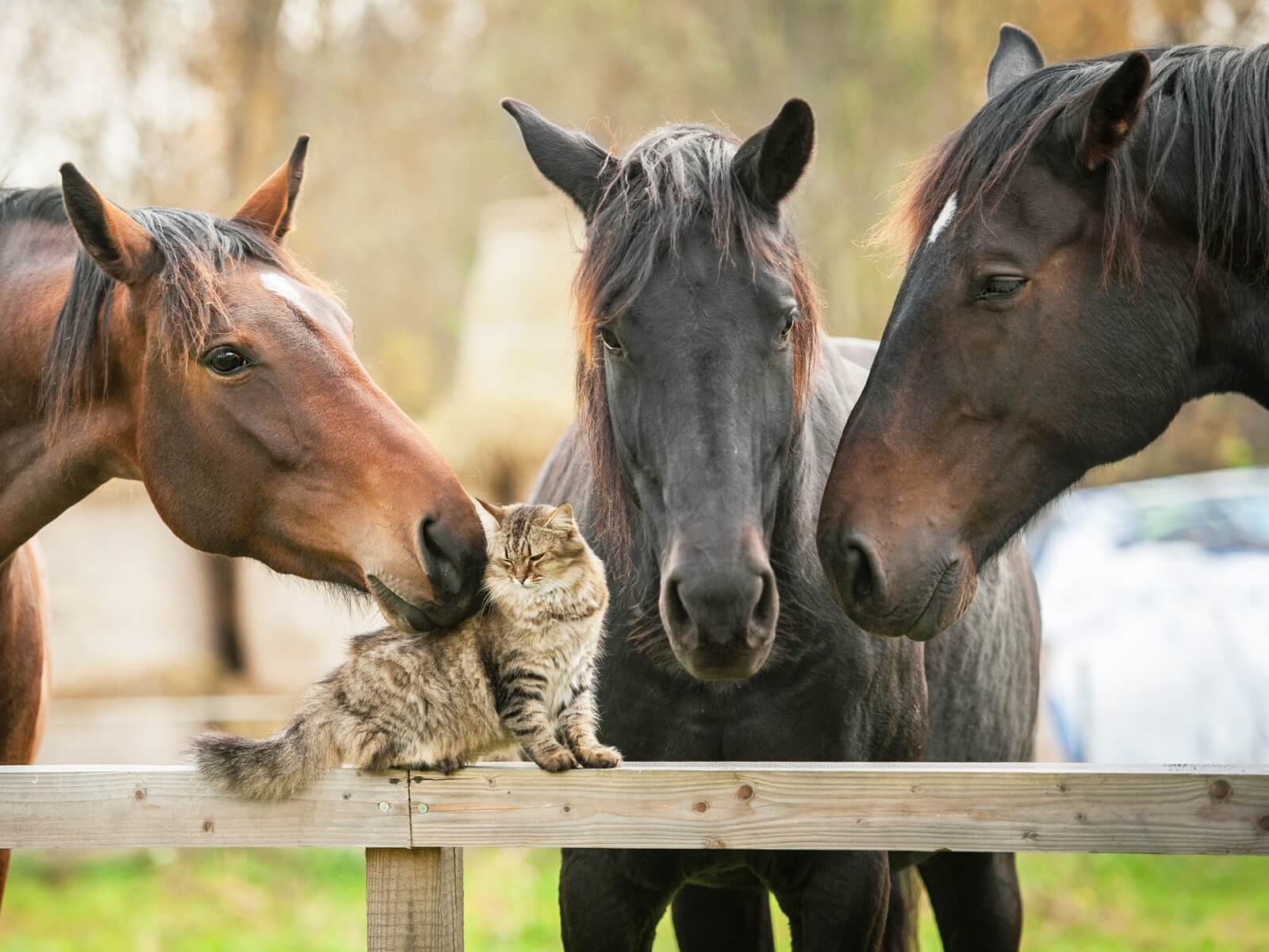 tap0158-1000-x-750-vlies-tapete-pferde-katzen-freunde