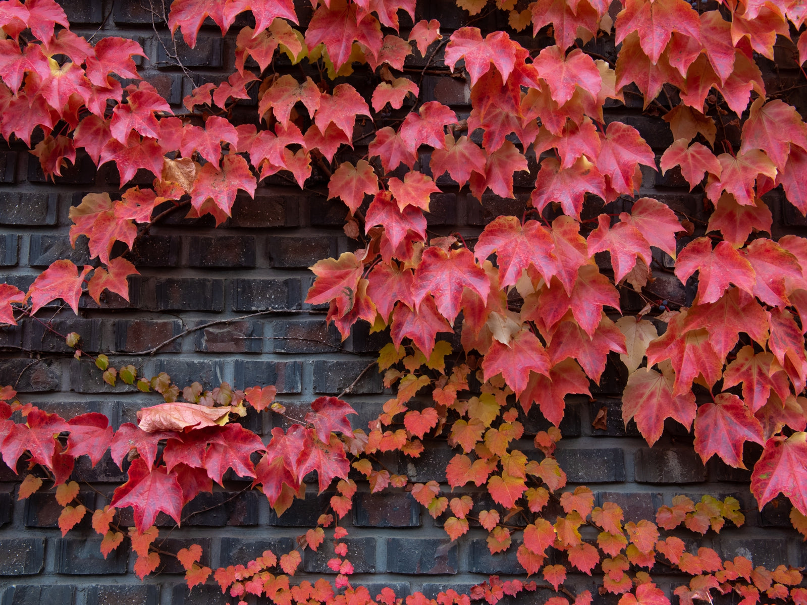 tap0452-1000-x-750-vlies-tapete-fototapete-mauer-wein-herbstlaub