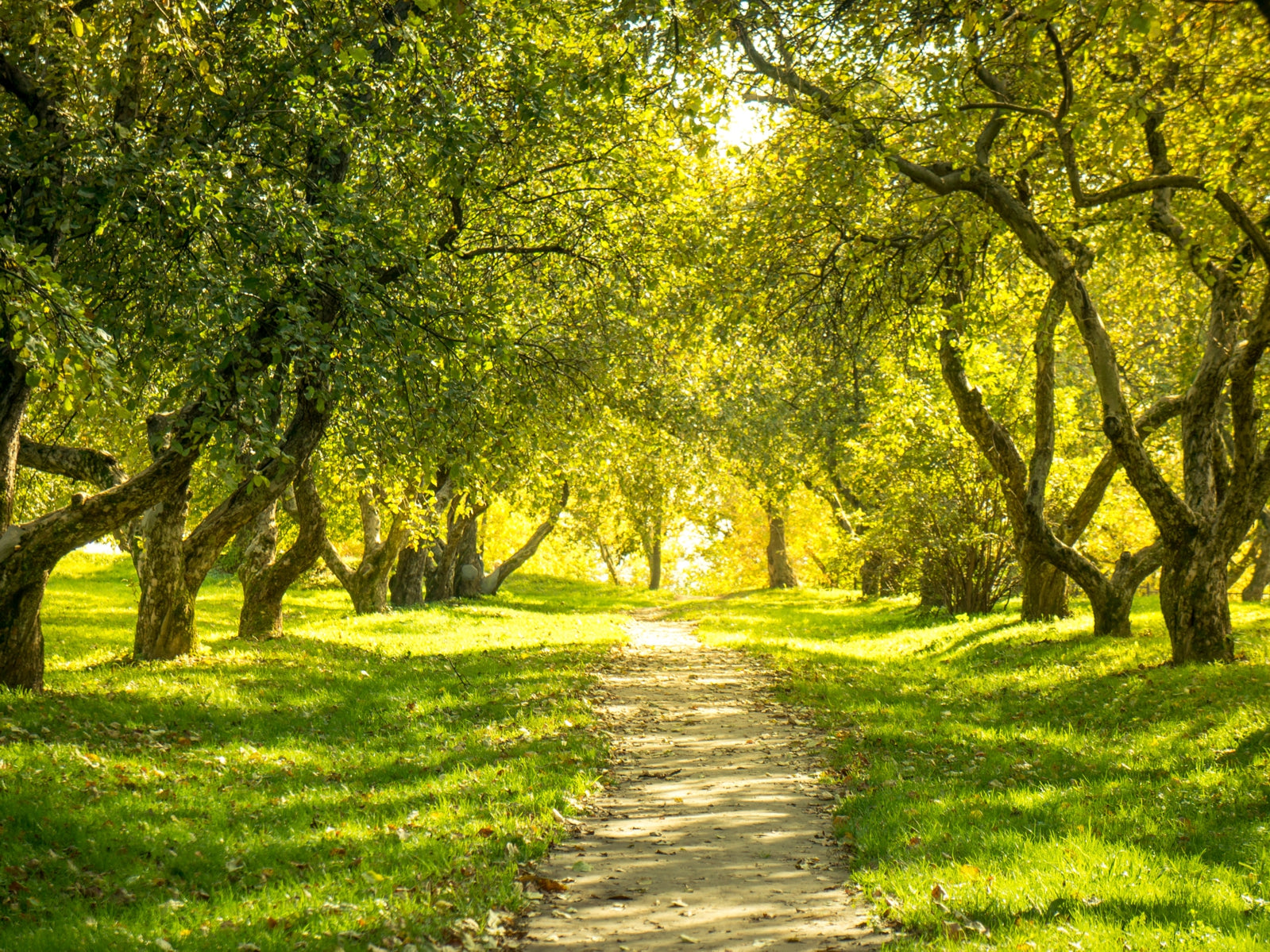 tap0532-100x750-vlies-tapete-fototapete-natur-allee-laubbaum-park