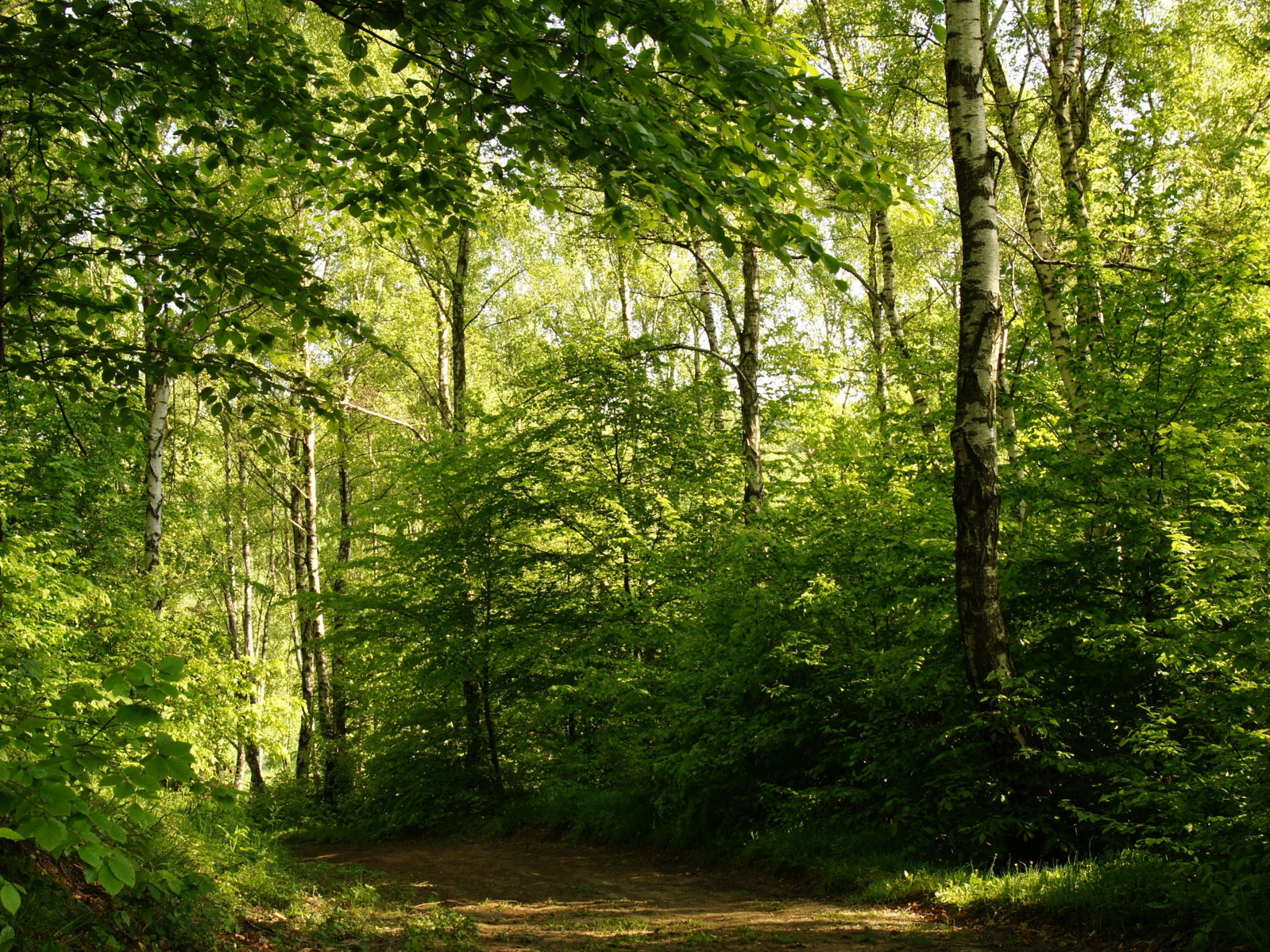 tap0535-100x750-vlies-tapete-fototapete-natur-wald-birkenwald