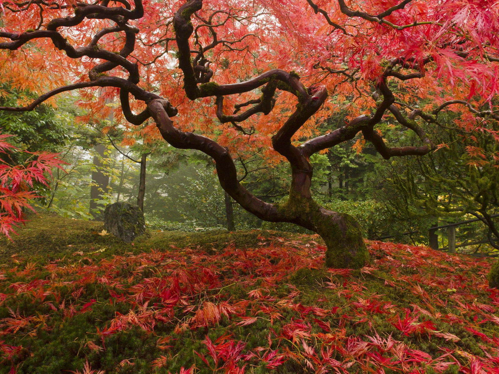 tap0559-100x750-vliestapete-natur-japanischer-garten-ahorn